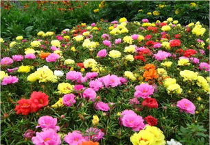 背阴地种花的秘诀：耐阴品种才是王道