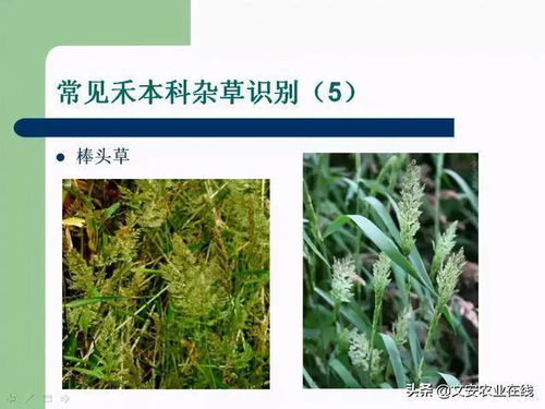 氯吡嘧磺隆除草剂