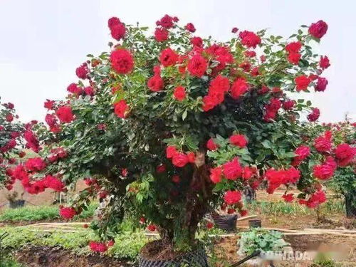 花痴博士， 艾蔷薇的守护者