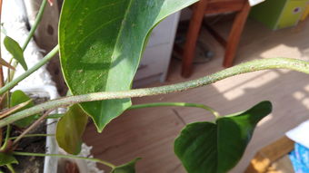 鸭掌木白虫困扰？如何高效除虫