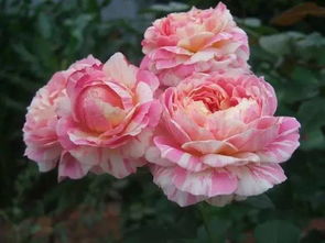 六、 瑞典女王月季