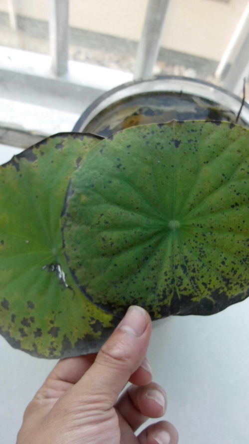 碗莲叶子发黑？试试这个简单方法