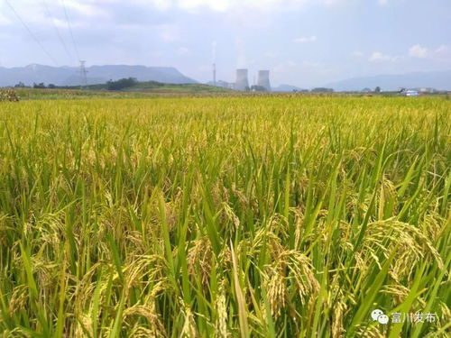 湿润环境的生存冠军