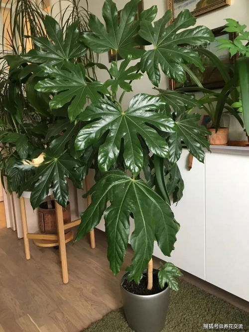 八角金盘适合室内养护，但需注意光照和湿度