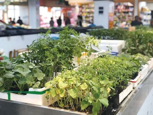 其他蔬菜种植小贴士