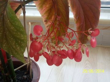 蝴蝶竹节秋海棠