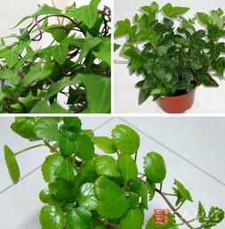 三、常春藤的主治疾病