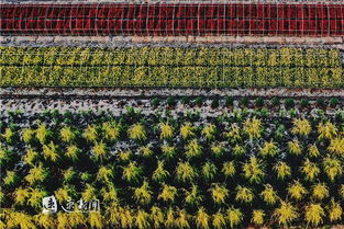 生态富农， 乡村环境焕然一新