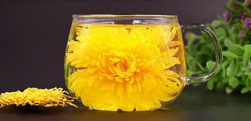 金丝皇菊：硕大金黄， 甘甜可口