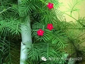 羽叶茑萝花：如何让它快速成长这个？