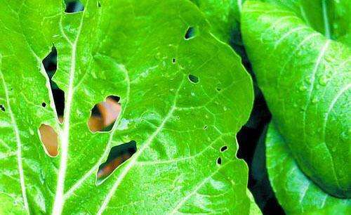 农药残留的去除效果受哪些因素影响？