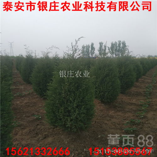 蜀桧苗木的冬季护理指南