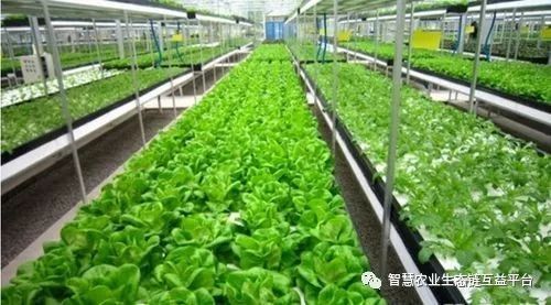 南阳普吉园苗木农业科技示范园区特色苗木品种大盘点