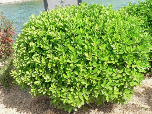 生长环境对价格有影响吗？