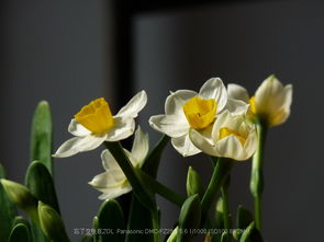 水仙花：清新健康，传递温馨祝福