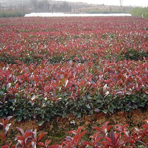 二、 红叶石楠小苗的价格，还得堪大小