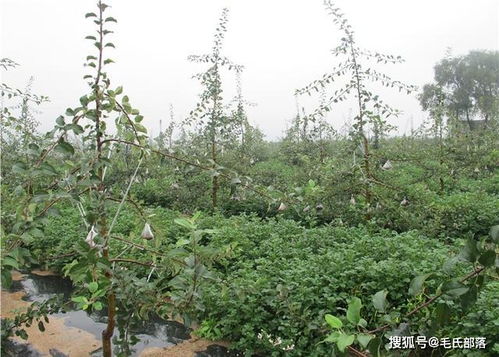 提升花卉品质：荔枝幼年结果树栽培与管理技术全攻略