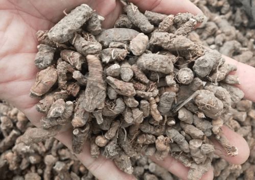 重楼种子冰冻处理，嫩否唤醒冬眠的生机？