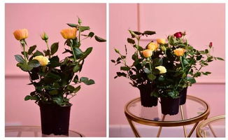 guan与蕾切尔月季