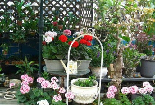 阳台养什么花好？这几种花既美观又好养