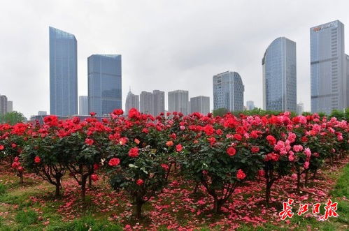 批发与购买建议