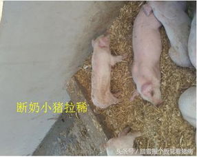 揭秘：养猪新手必知的实用猪病小窍门！