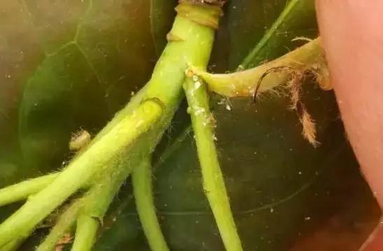 梨木虱是个啥玩意儿？