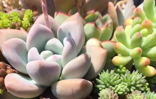 地瓜榕为何突然大量叶片脱落？是土壤、水分还是光照出了问题