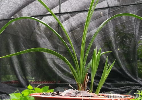 兰花粗细植料如何搭配？栽种技巧有哪些