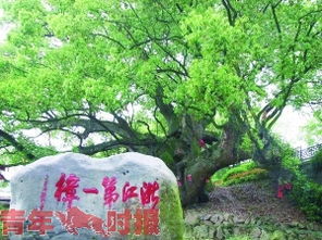 乌桕树作为国家保护植物，其生态意义和保护措施有哪些具体体现