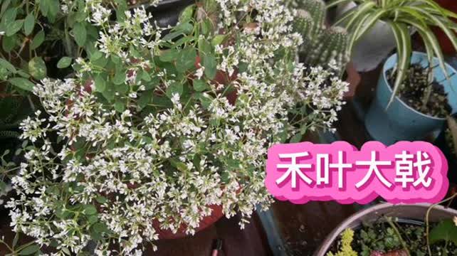 湖南下半年高温高湿区适合种植的花有哪些推荐清单？