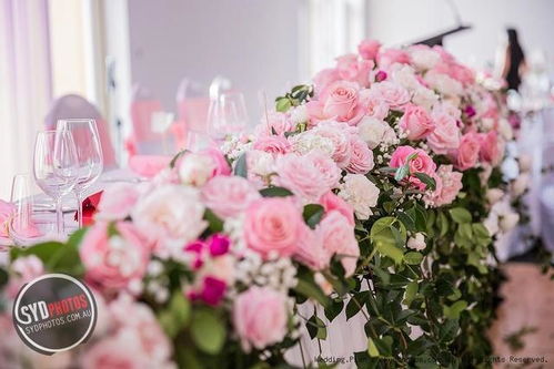 月季花界的两位佳人：典雅礼服与公主礼服