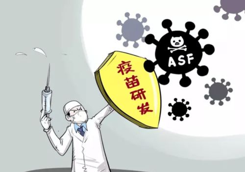 猪做疫苗后还生病？预防不良反应有妙招