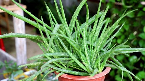 浇水是个技术活，别像浇青菜汤一样