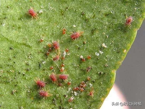 多菌灵：不只是杀菌那么简单