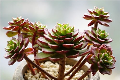 多肉植物徒长怎么办？如何让它恢复饱满