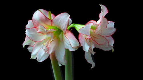 鬼魅：花朵奇幻， 充满艺术气息