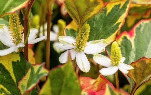 哪里可依买到鱼腥草种苗？