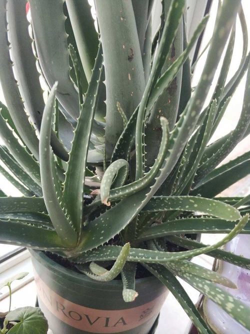 宝石花：适合新手的多肉