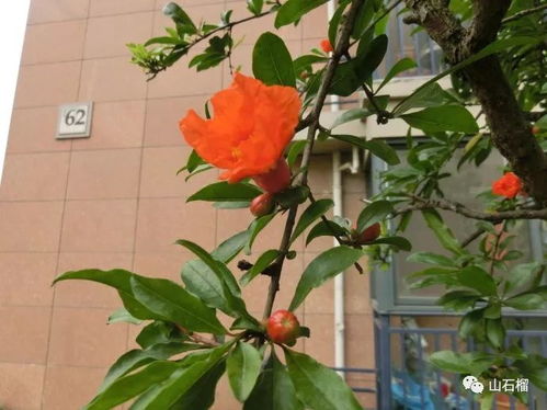 石榴花阳历几月开？这篇文章将为你揭晓