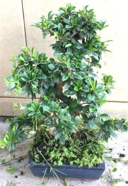 茶花盆景修剪：先剪枝干