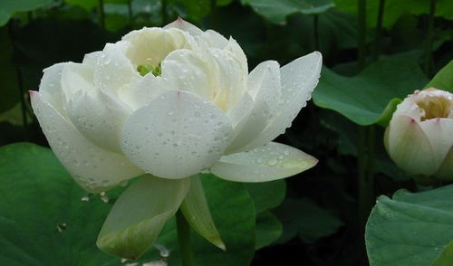 铁线莲花，坚韧之花
