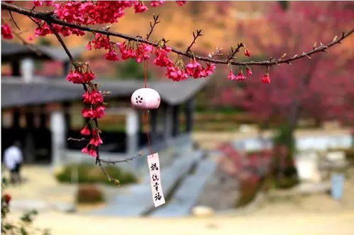 红枫树开花时它的花蕾是如何逐渐绽放