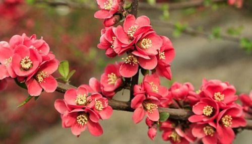 掌握修剪季节的重要性