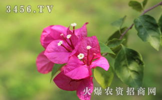 三角梅因其花朵形状而得名，为什么叫三角梅呢