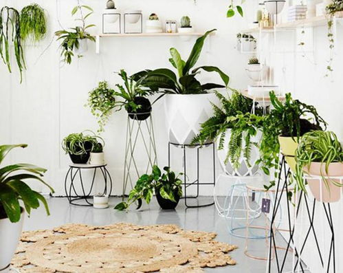 注选择系发达植物打造室外植物墙，凌霄花等。