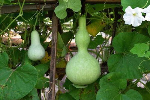 葫芦，时间的艺术品