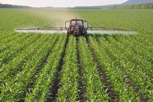 新手第一次买党参苗，怎么避坑？