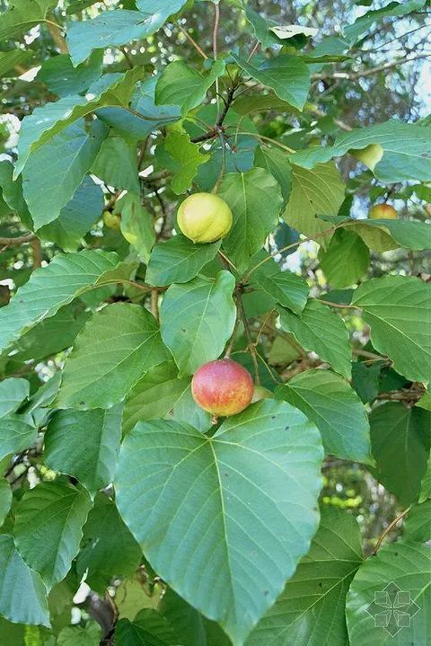 油桐树果子：价格之谜大揭秘