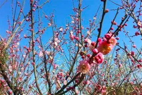 水梅花养殖与种植技巧：畜牧领域必备指南